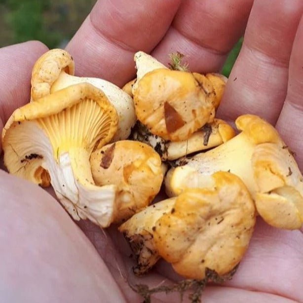 Chanterelle Mushrooms -Next Day Shipping - Pacific Wild Pick