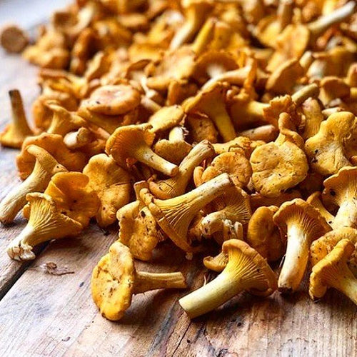 Chanterelle Wholesale FRESH Mushrooms - Pacific Wild Pick