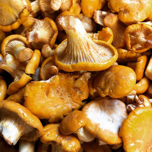 Chanterelle Wholesale FRESH Mushrooms - Pacific Wild Pick