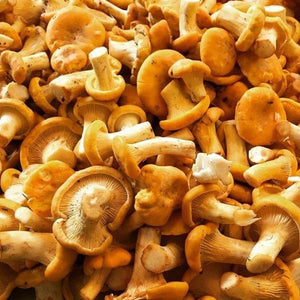 Golden Chanterelle Mushroom - Button Chanterelle.