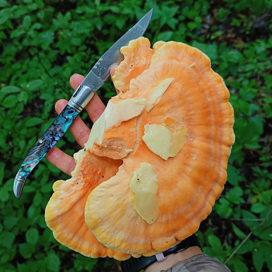 chicken mushroom plant Chicken of the Woods Mushroom - Fresh