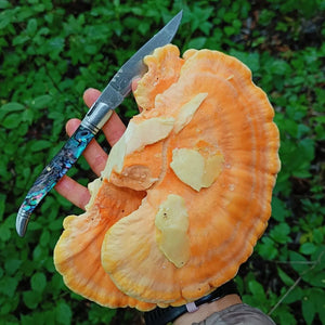 Chicken of the Woods Mushroom - Fresh - Pacific Wild Pick