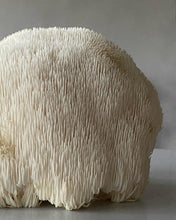 Load image into Gallery viewer, Dehydrated Lion&#39;s mane Mushroom - Pacific Wild Pick
