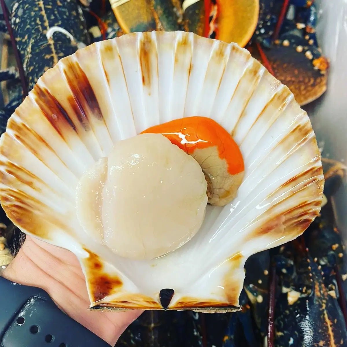 Scallop Shell Master Diver Scallops In Shell | Pacific Wild Pick