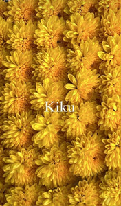 Edible Kogiku Flowers 小菊 - Pacific Wild Pick