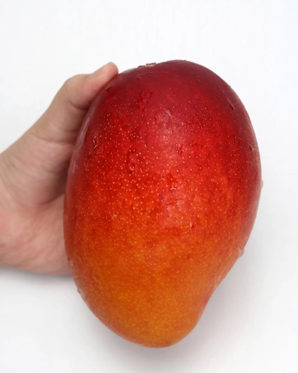 Rare Japanese 'Egg Of Sun' Miyazaki Mango Seed - 1 Seed, Imported From Japan