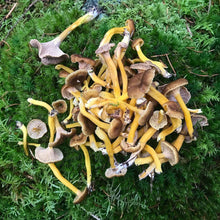 Load image into Gallery viewer, Winter &quot;Yellowfoot&quot; Chanterelle.
