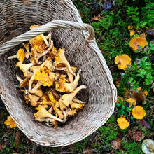 Load image into Gallery viewer, Fresh Chanterelle - Chef Quality - Pacific Wild Pick
