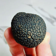 Load image into Gallery viewer, Fresh Chilean Winter Truffle - Perigord - Pacific Wild Pick
