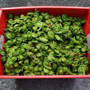 Fresh Fiddleheads- Next Day Shipping - Pacific Wild Pick