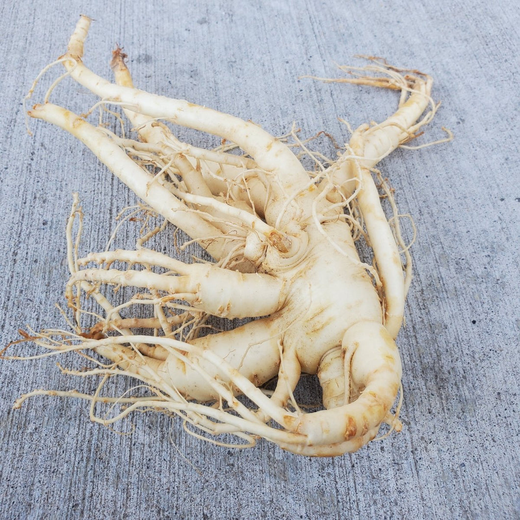 Fresh Ginseng Root - Next Day Shipping - Pacific Wild Pick