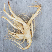 Load image into Gallery viewer, Fresh Ginseng Root - Next Day Shipping - Pacific Wild Pick
