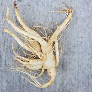 Fresh Ginseng Root - Next Day Shipping - Pacific Wild Pick