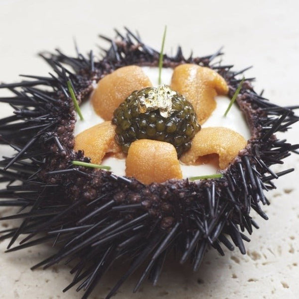 Daily Seafood  Sea Urchin Roe (Uni) - Bafun Bara Fresh Japanese 250 gm