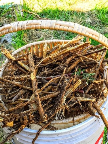 Fresh Licorice Root - Pacific Wild Pick