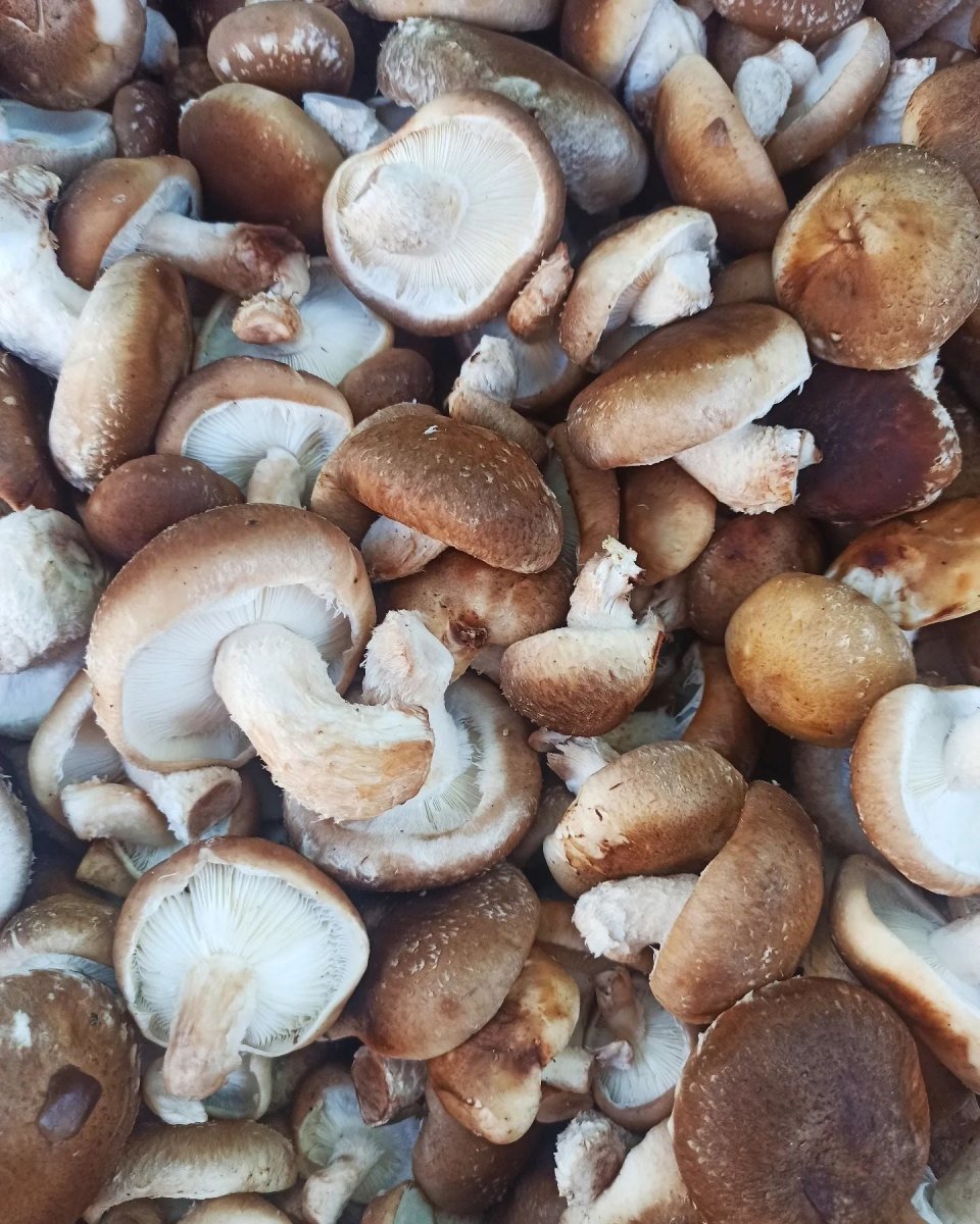 Shiitake Bulk Fresh - Mousam Valley Mushrooms