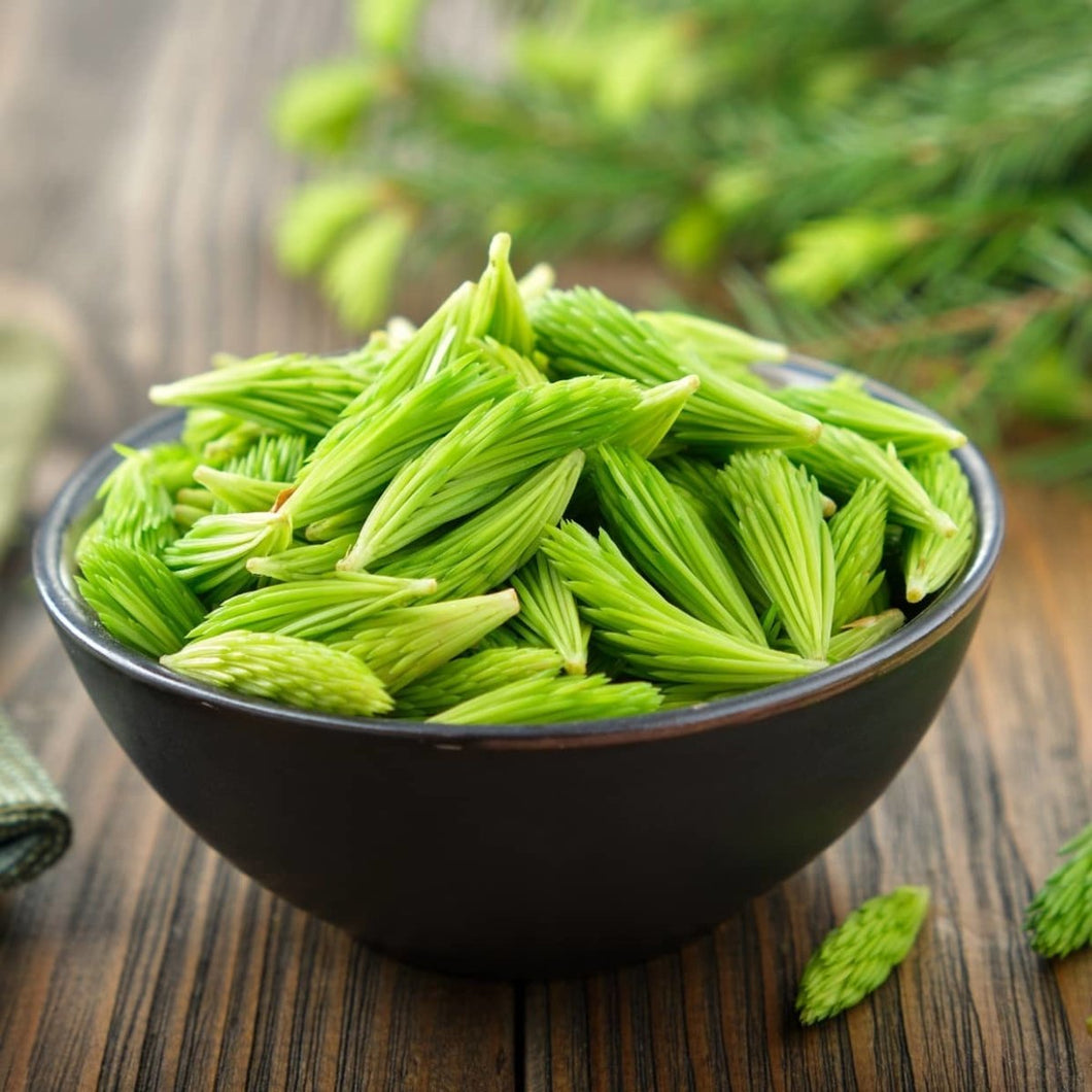 Fresh Spruce Tips- Next day Delivery - Pacific Wild Pick