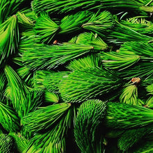 Load image into Gallery viewer, Fresh Spruce Tips- Next day Delivery - Pacific Wild Pick
