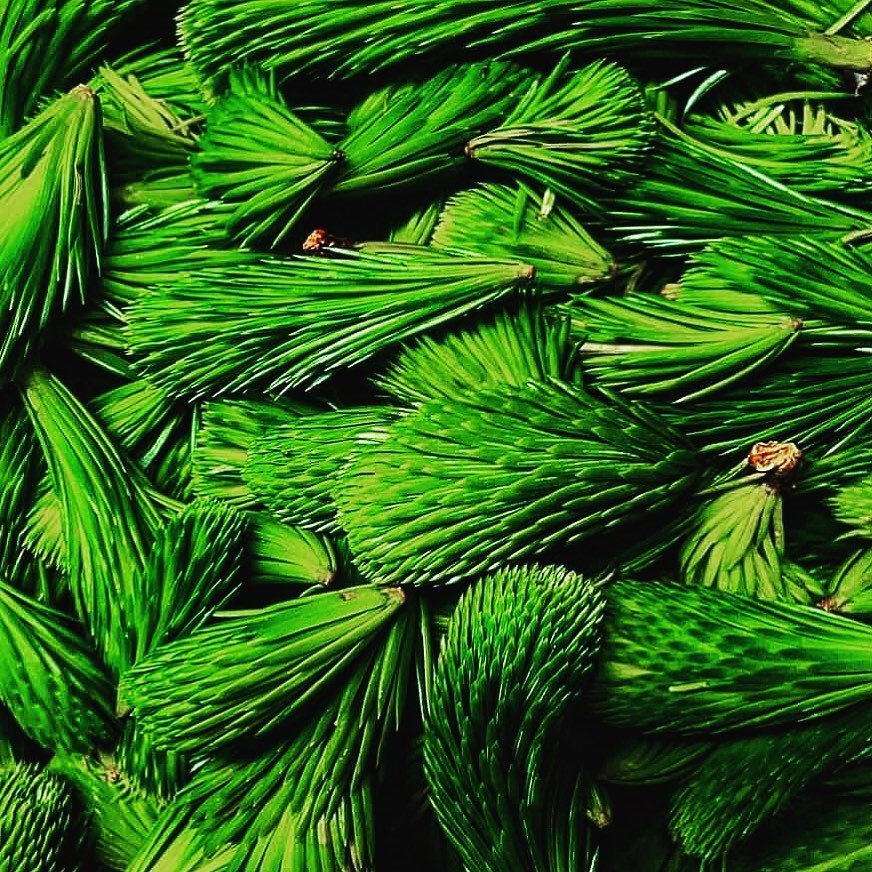 Fresh Spruce Tips- Next day Delivery - Pacific Wild Pick
