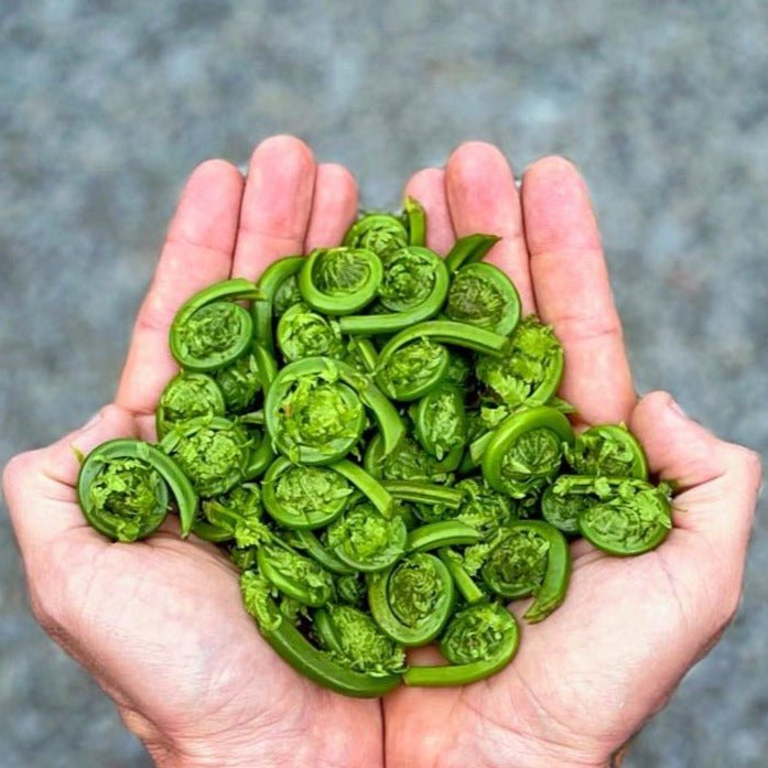 Frozen and cleaned Fiddleheads - Pacific Wild Pick