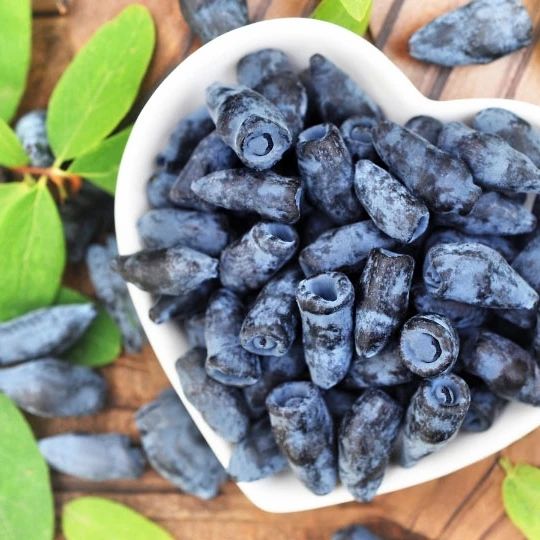 Frozen Wild Haskap Berry