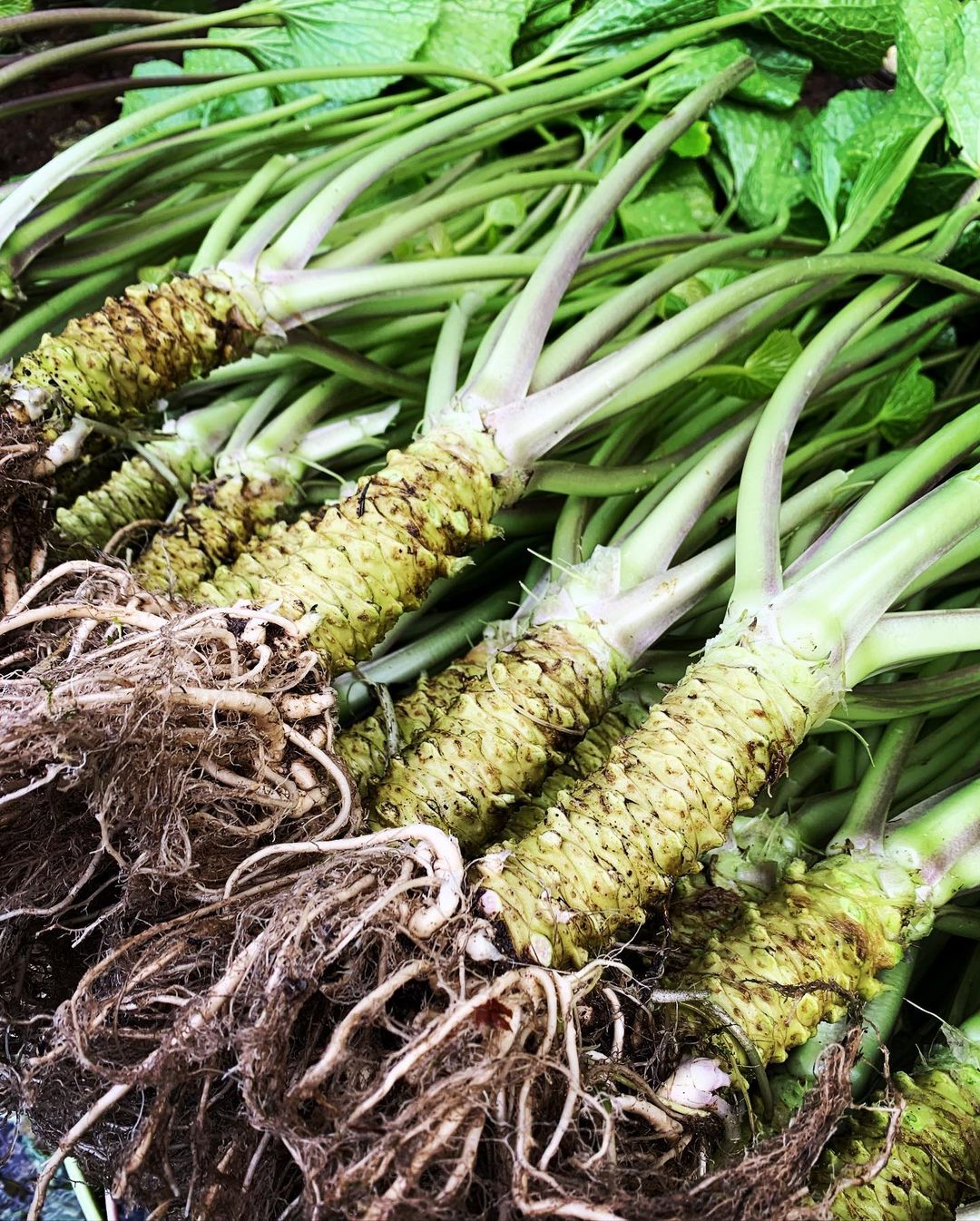 Fresh Japanese Wasabi root 山葵