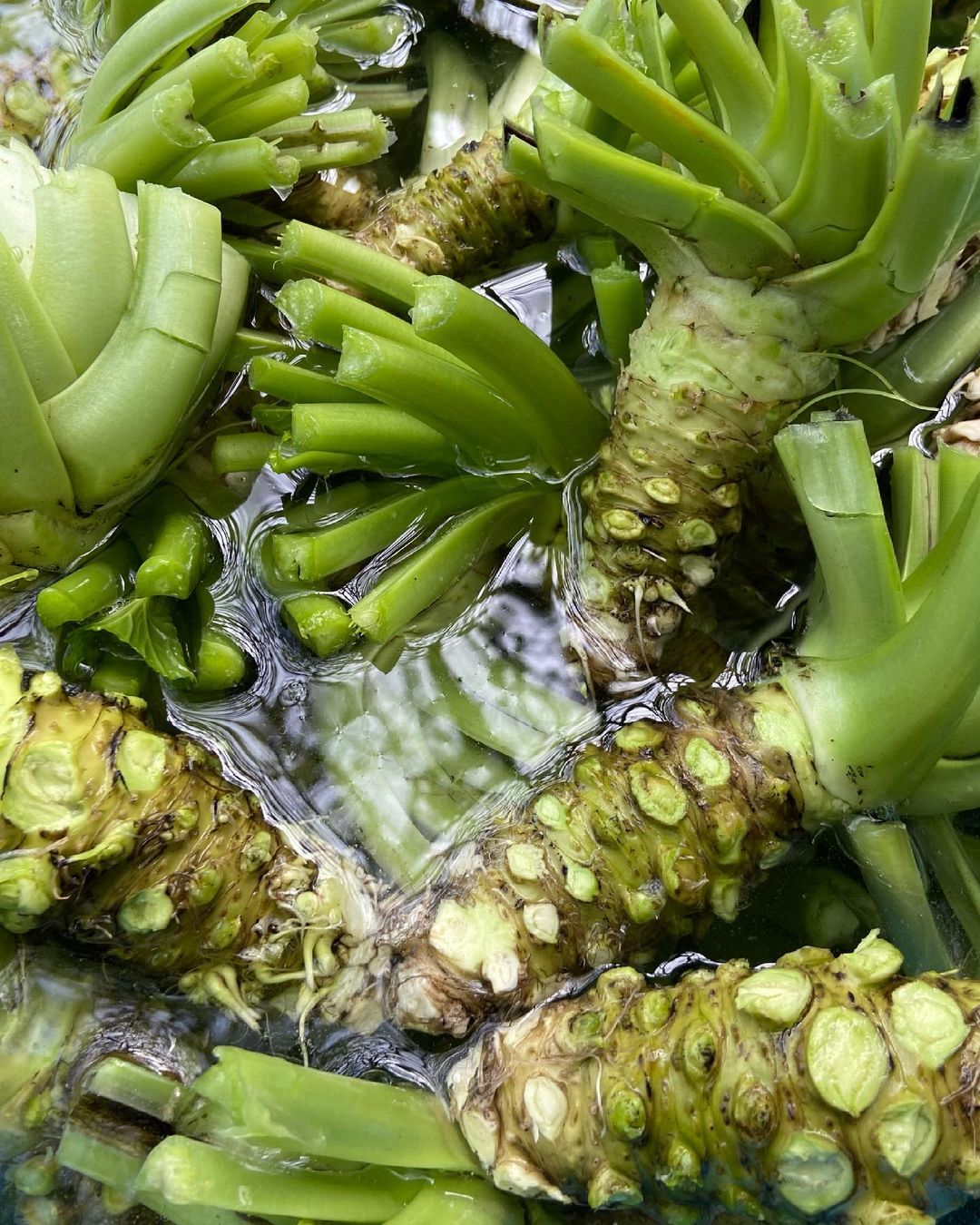 buy wasabi plant Fresh Japanese Wasabi root 山葵