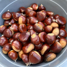 Load image into Gallery viewer, Japanese Chestnuts 栗 - Pacific Wild Pick
