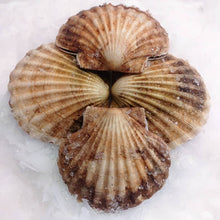 Load image into Gallery viewer, Large Fresh Sea Scallops Alive - Pacific Wild Pick
