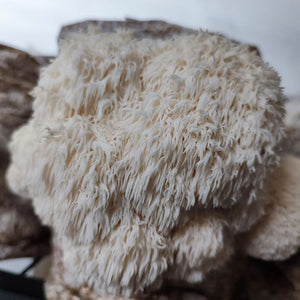 Lion's Mane Mushroom Grow Kit - Pacific Wild Pick