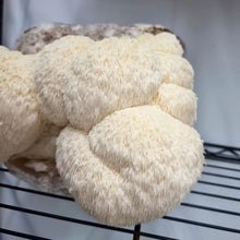 Load image into Gallery viewer, Lion&#39;s Mane Mushroom Grow Kit - Pacific Wild Pick
