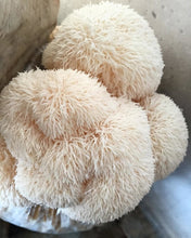 Load image into Gallery viewer, Lions Mane Mushroom - Next Day Delivery - Pacific Wild Pick
