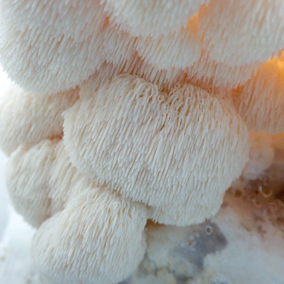 Lions Mane Mushroom - Next Day Delivery - Pacific Wild Pick