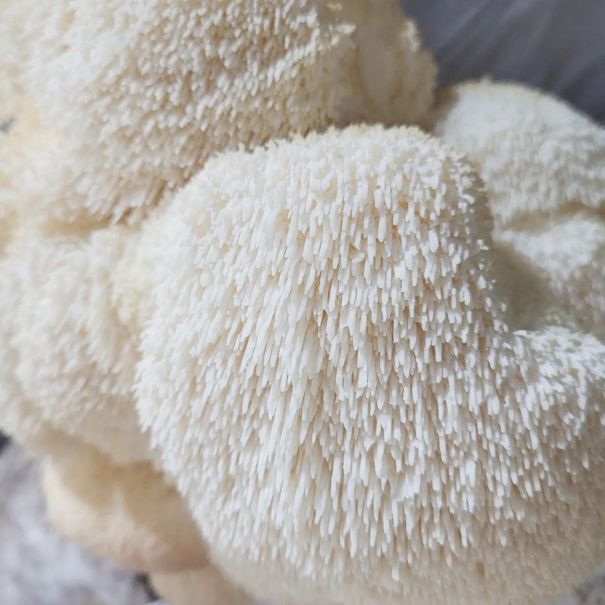 Lions Mane Mushroom Next Day Delivery Pacific Wild Pick   Lions Mane Mushroom Next Day Delivery 697353 1200x1200 