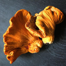 Load image into Gallery viewer, Lobster Mushrooms - Fresh - Pacific Wild Pick
