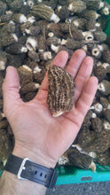 Load image into Gallery viewer, Morel Mushrooms - Next Day Shipping - Pacific Wild Pick
