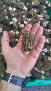 Morel Mushrooms - Next Day Shipping - Pacific Wild Pick