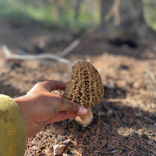 Load image into Gallery viewer, Pacific wild pick Morel mushroom
