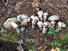 Load image into Gallery viewer, dried matsutake
