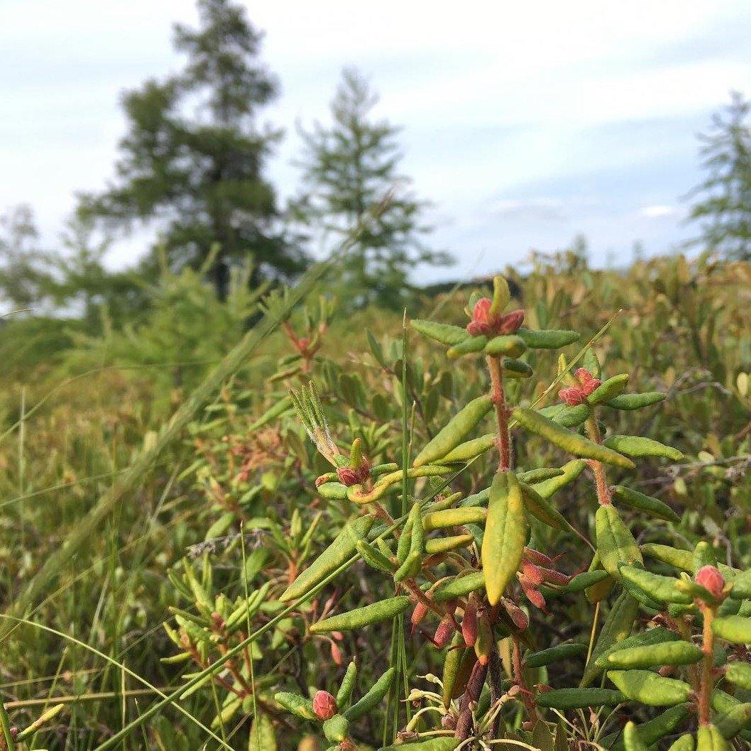 Labrador Tea Leaves | Pacific Wild Pick