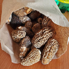Load image into Gallery viewer, Oregon Morel Mushrooms- Fresh - Pacific Wild Pick
