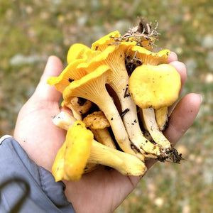 Pacific Chanterelle- Next Day Shipping - Pacific Wild Pick