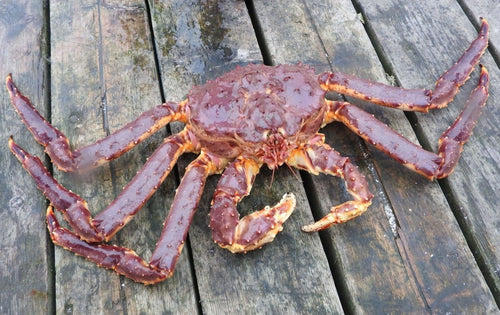 Patagonia King Crab - Next Day Shipping - Pacific Wild Pick