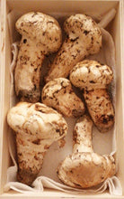Load image into Gallery viewer, Matsutake &quot;Pine&quot;.
