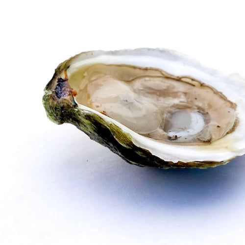Sand Dune Oyster- Next Day Shipping - Pacific Wild Pick