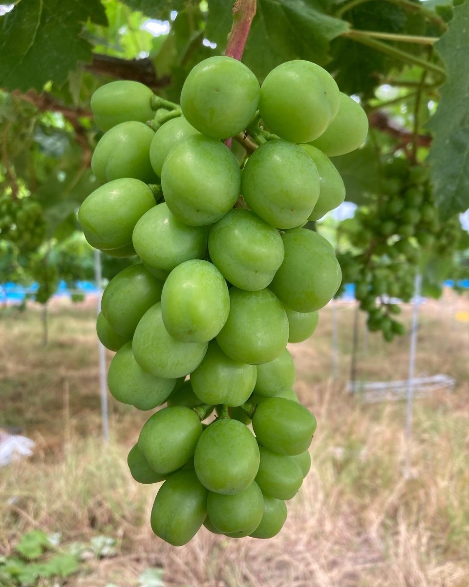 Shine Muscat Grapes- Fresh - Pacific Wild Pick