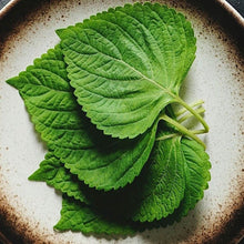 Load image into Gallery viewer, Shiso Leaf-FRESH - Pacific Wild Pick

