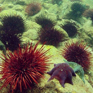 Live Pacific Sea Urchin.