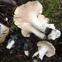 Load image into Gallery viewer, White Chanterelle Mushroom - Pacific Wild Pick
