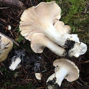 White Chanterelle Mushroom - Pacific Wild Pick